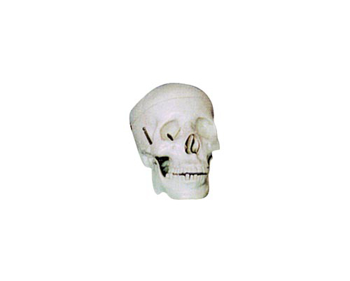 學(xué)生用頭顱骨模型(二部分)